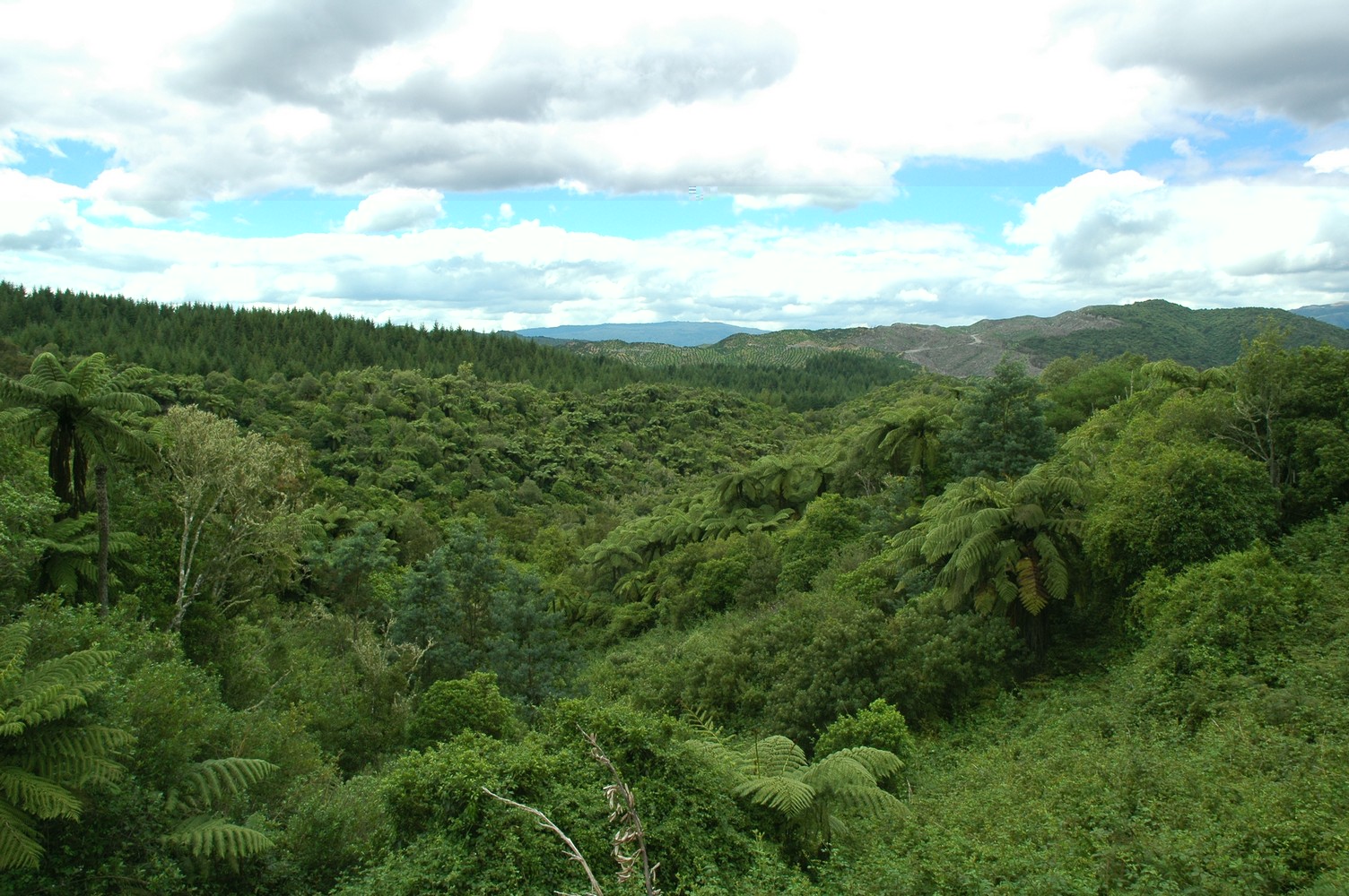 351   03 02   Rotorua + omgeving